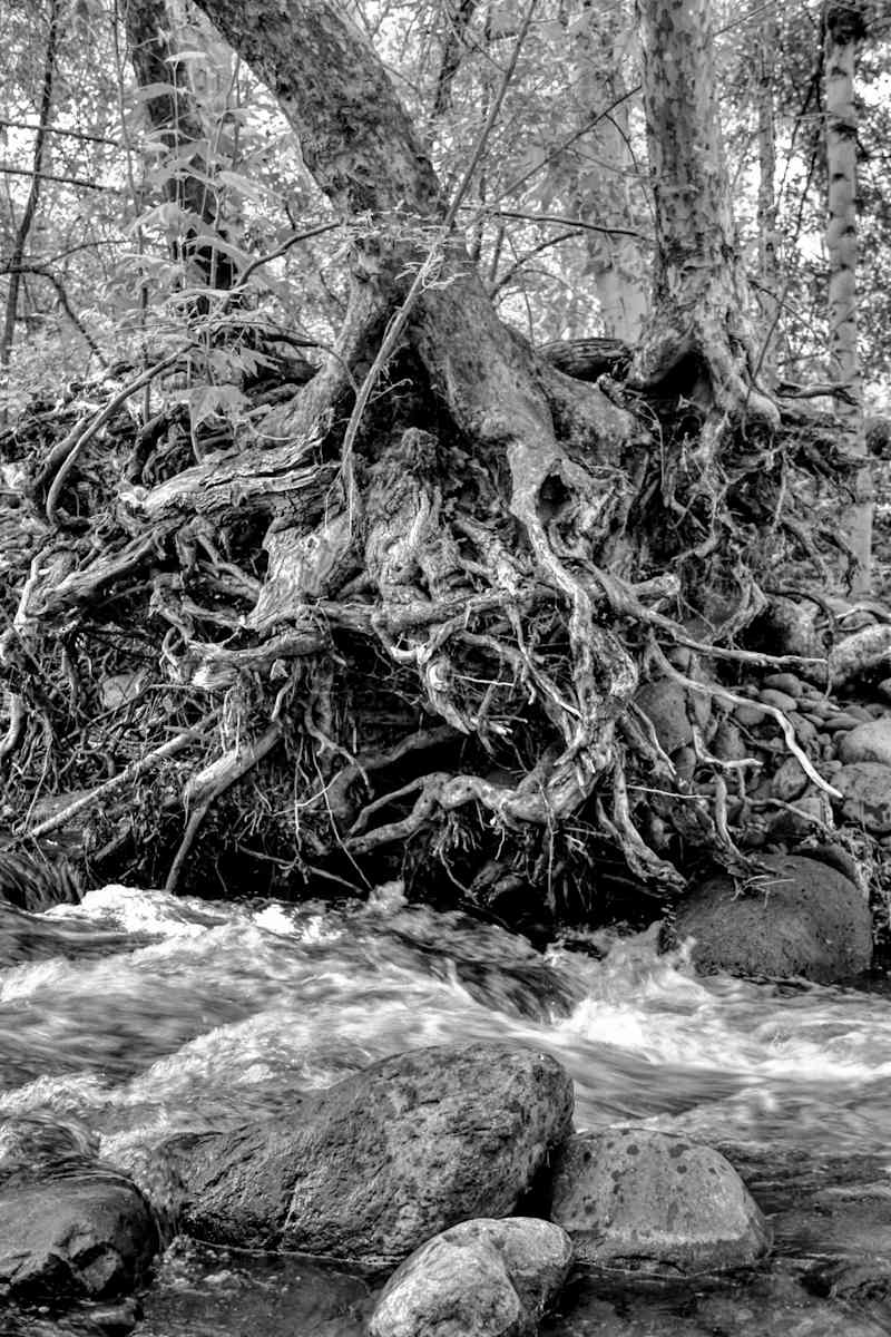 Finding My Roots by Andrea Lhotka, Image 1.