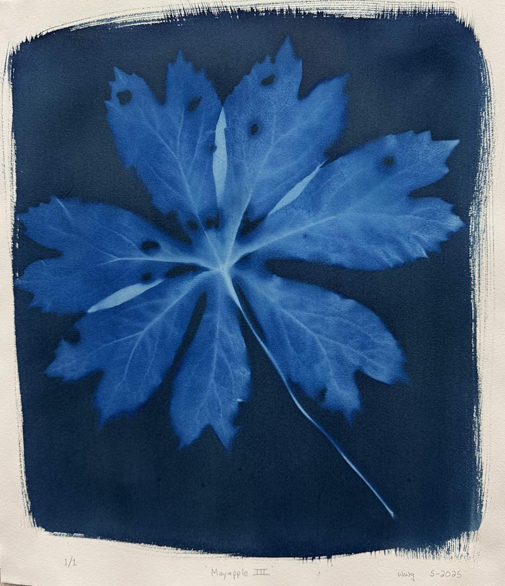 Mayapple III by William Garvin 