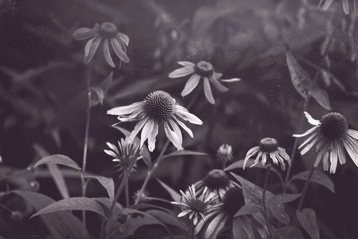 IMG_2951_sj49oy_5 by Sarah Griggs 