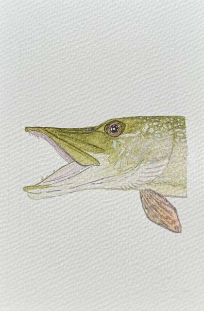 Northern Pike by Sophie Rotole, Image 1.