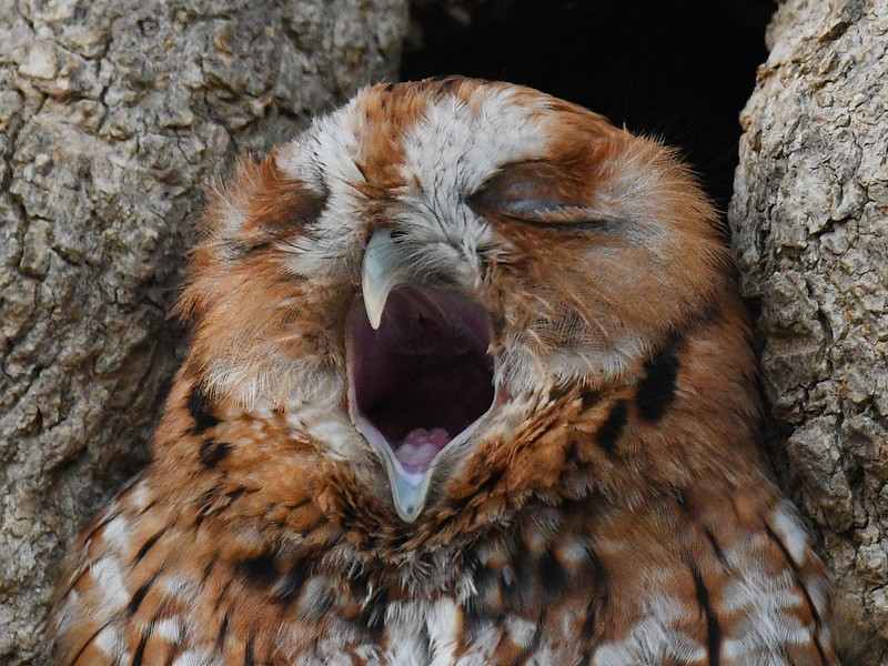 Naptime - Red Morph Screech Owl by ROBERT BARTH, Image 1.