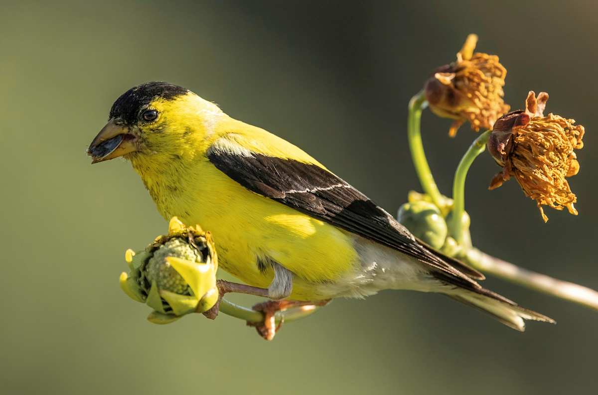 Goldfinch by Rachelle Leonardo 