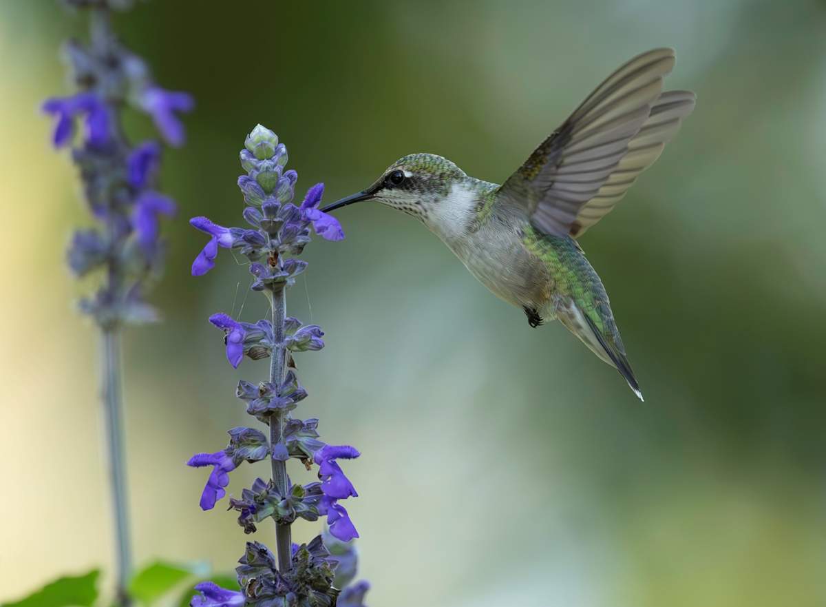 Sweet Nectar by Rachelle Leonardo 