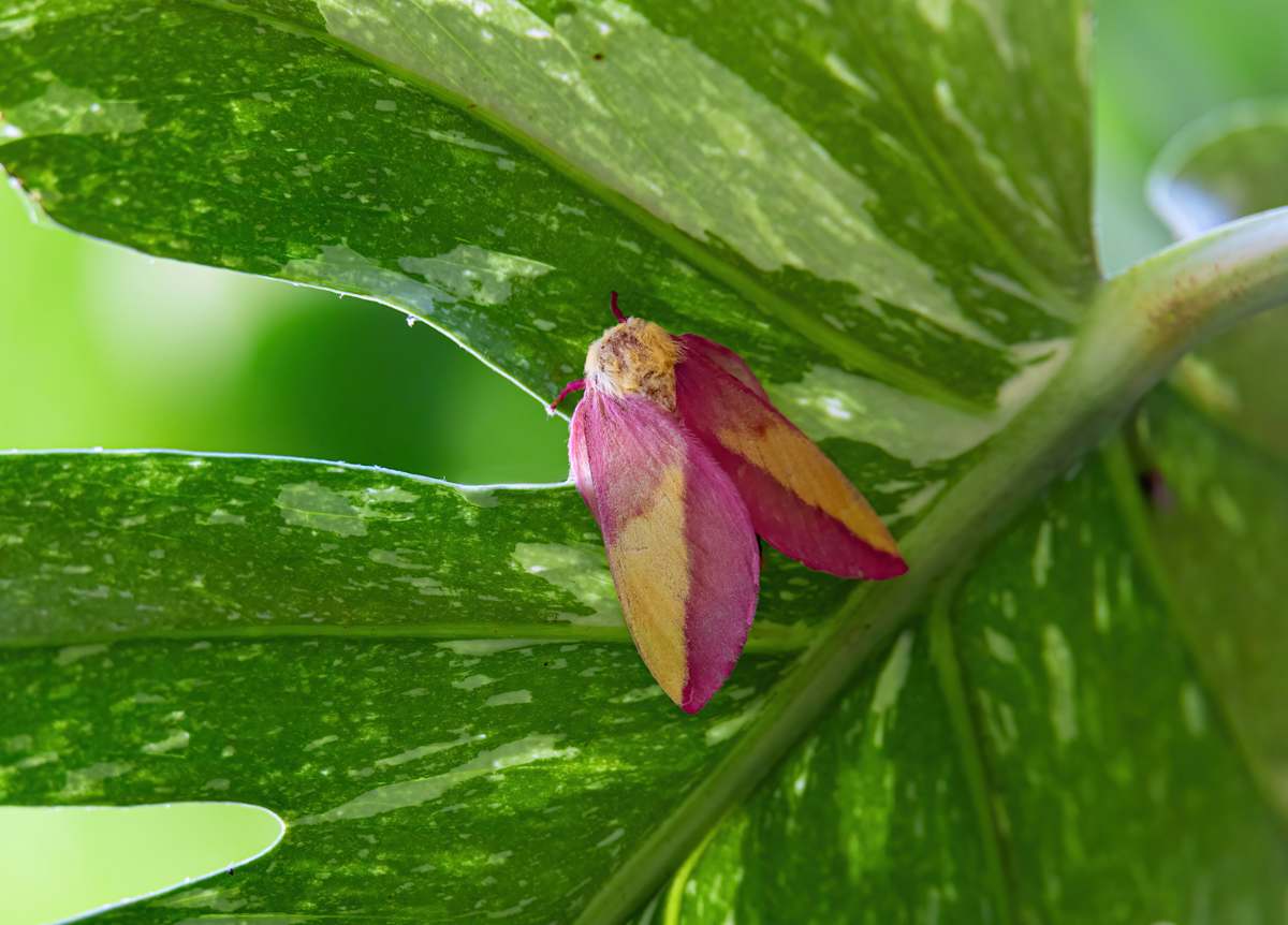 Rosy Maple Moth by Lori Decker, Image 1.