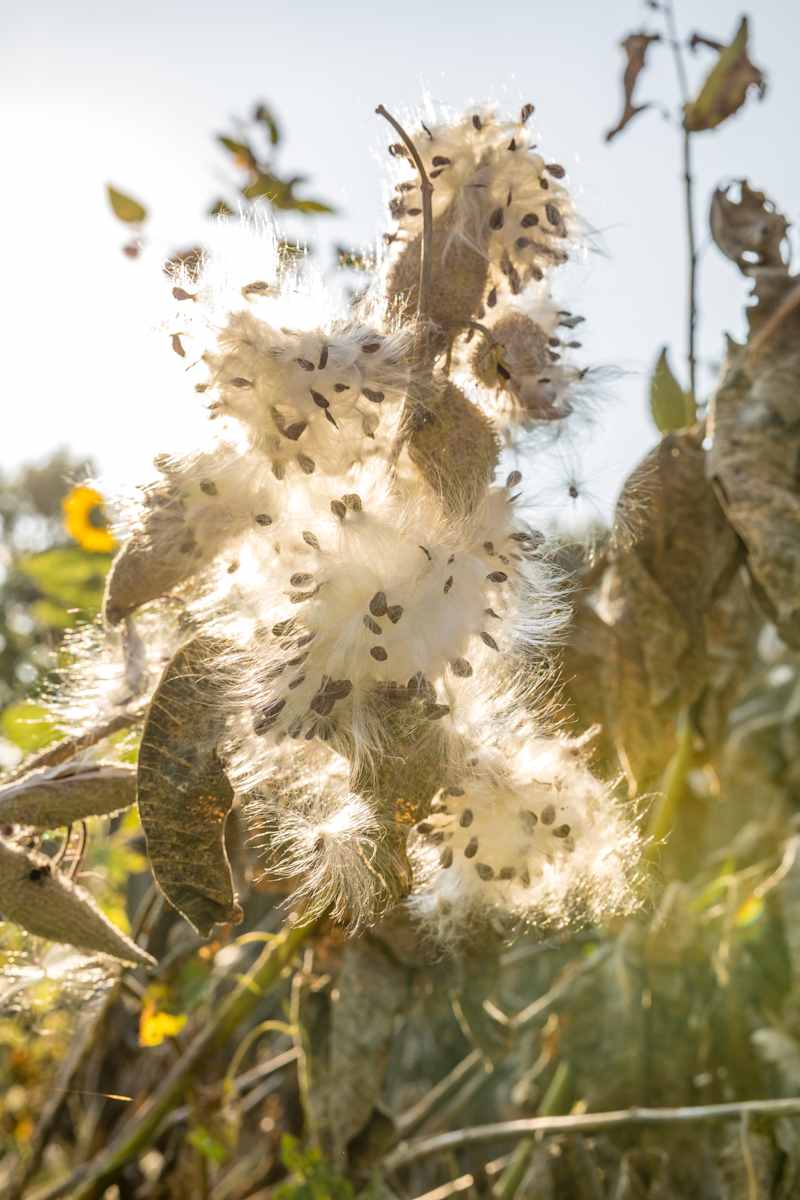 Sun Gets Through by Anthony Davis  Image: Milkweed Seeds in the sun.