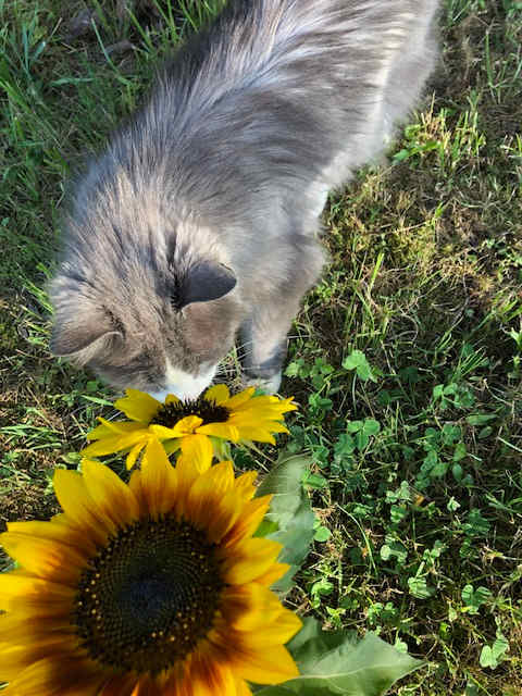 Curiosity by Beth Boehm 