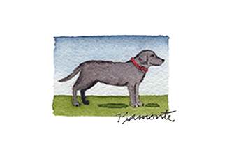 Black Lab by The Red Sable Studio 