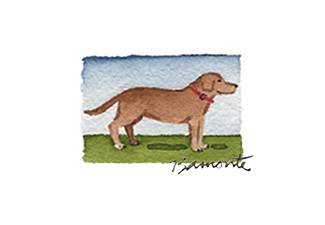 Brown Lab by The Red Sable Studio 