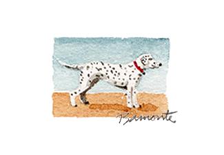 Dalmatian by The Red Sable Studio 