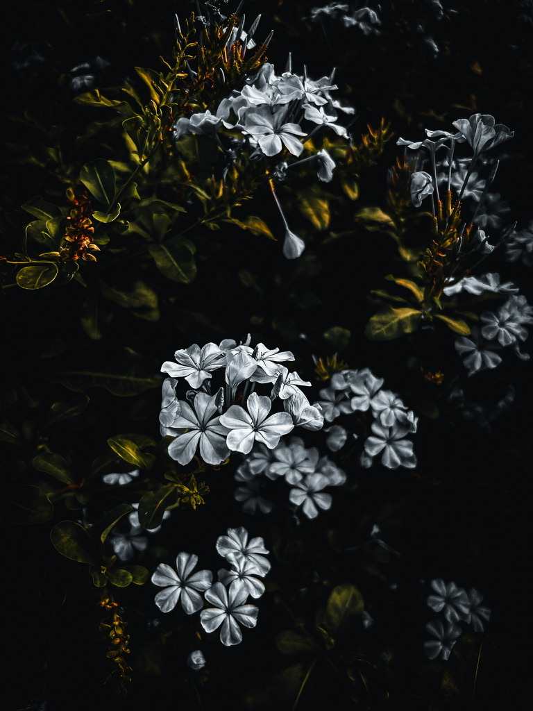 Out of the Shadows (Plumbago) by Christine Blankenship 