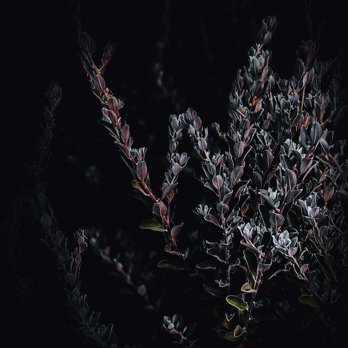 Out of the Shadows (Cenizo) by Christine Blankenship 