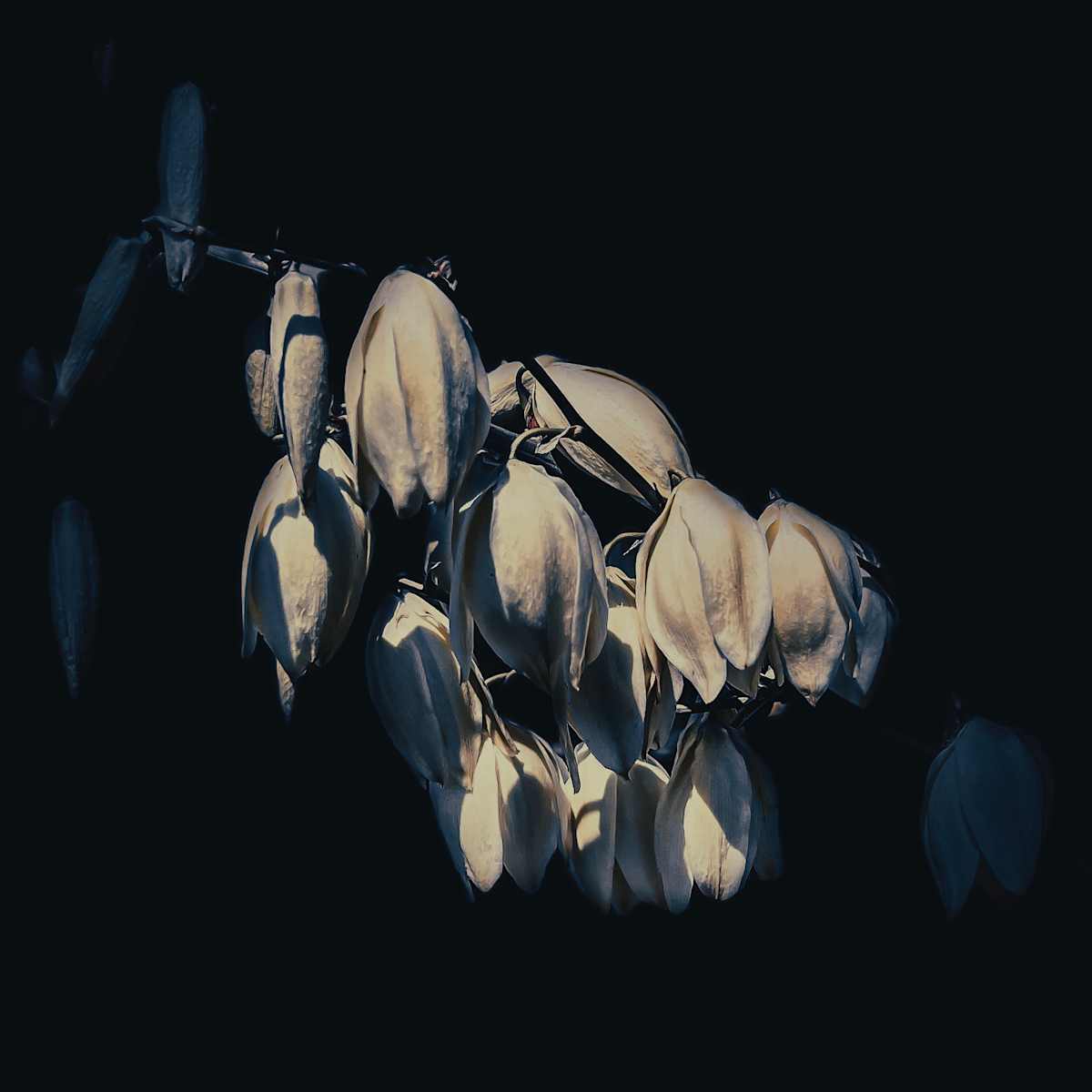 Out of the Shadows (Yucca) by Christine Blankenship 