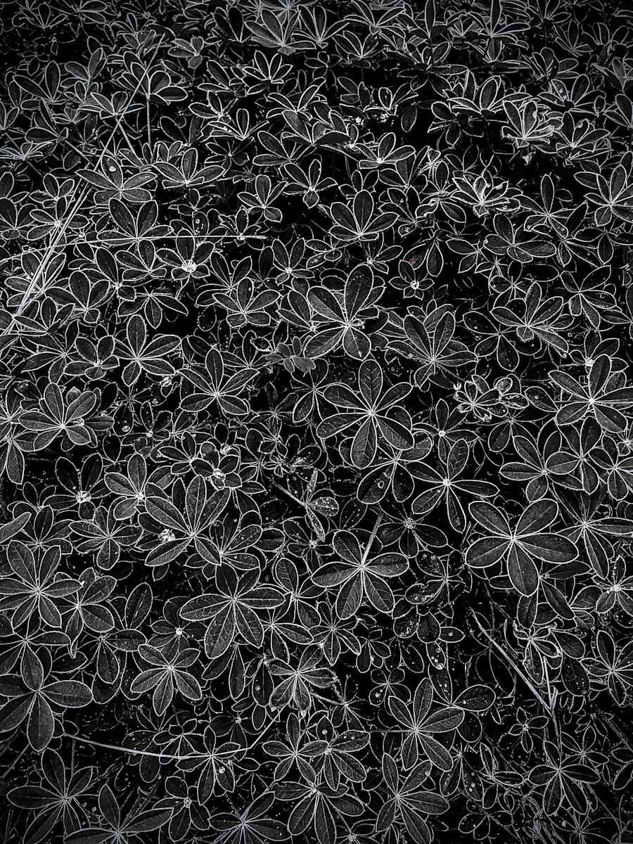 In the Starry Eye (Bluebonnets) by Christine Blankenship 