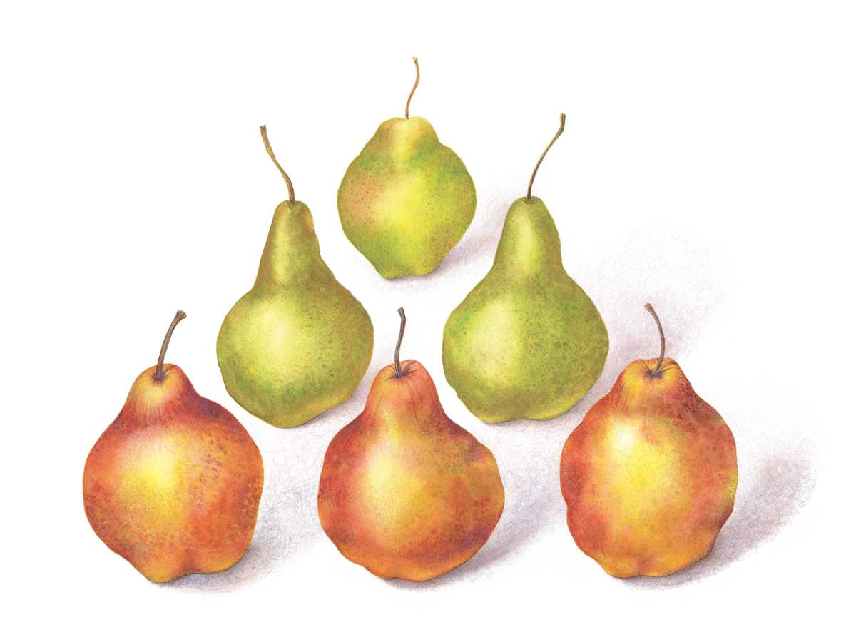 Pyramid Pears #1 by Mary Ahern 