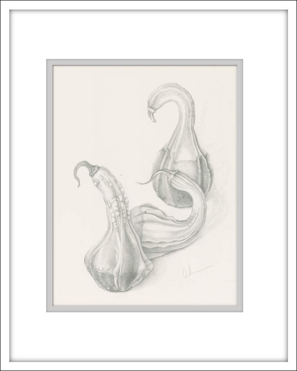 Autumn Gourd - Drawing by Mary Ahern 