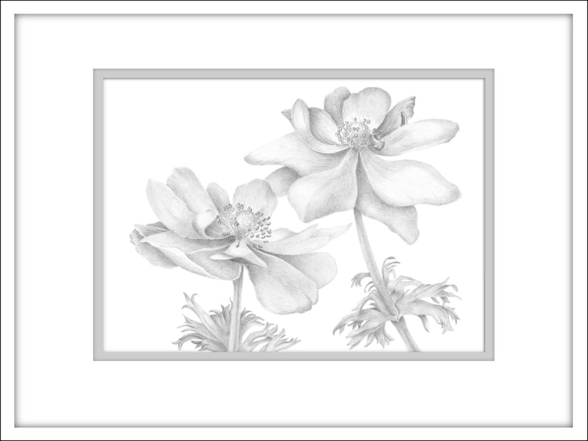 An Anemone Duet - Drawing by Mary Ahern 