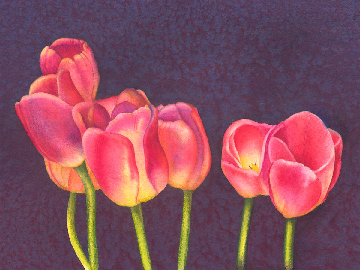 Red Tulips on Purple by Mary Ahern 