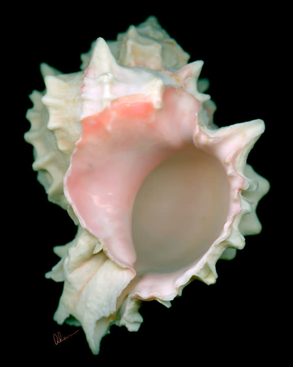 Pink Murex Shell by Mary Ahern 