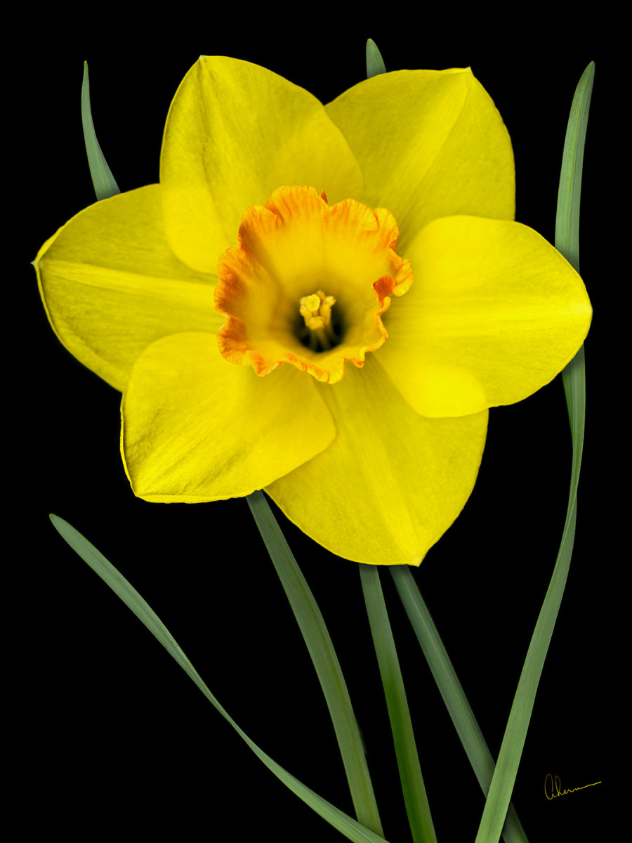 Single Yellow Daffodil by Mary Ahern 