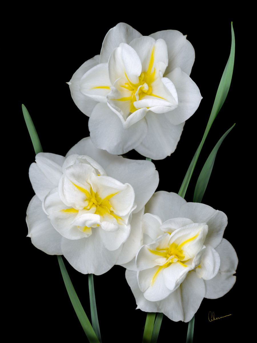 White Daffodil Trio by Mary Ahern 