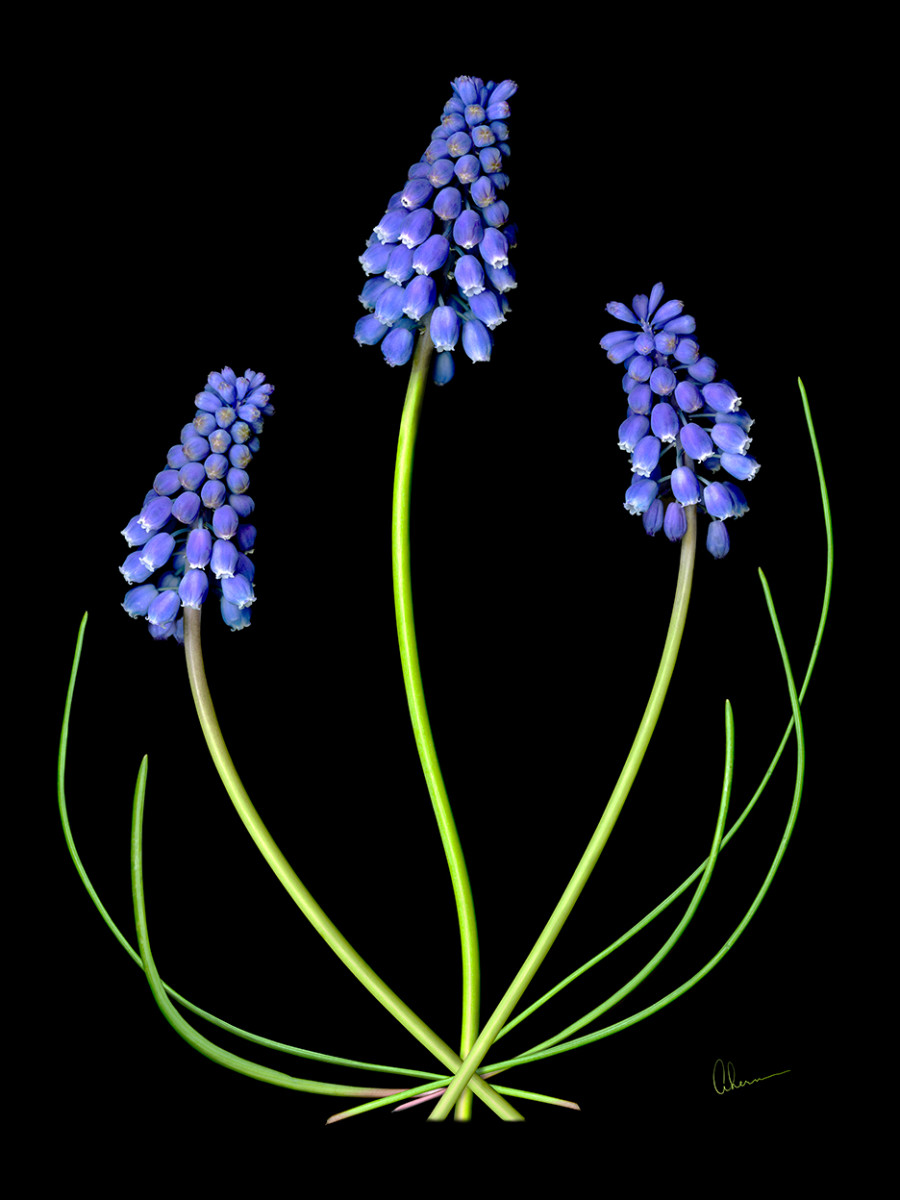 Grape Muscari by Mary Ahern 