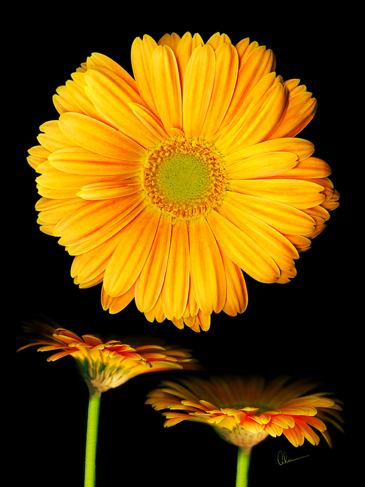 Orange Gerbera Daisies by Mary Ahern 