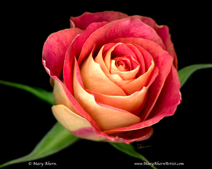 060505-Ahern-single-red-rose-8x10x72_cvduq6_7 by Mary Ahern 