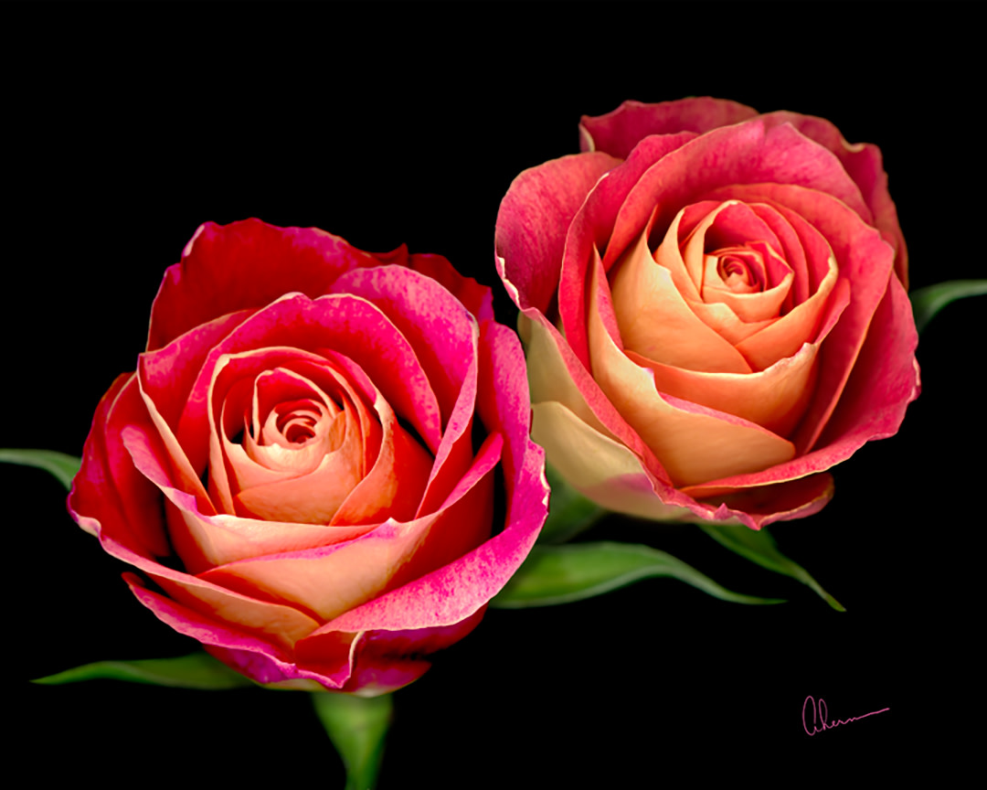 Double Red Roses by Mary Ahern 