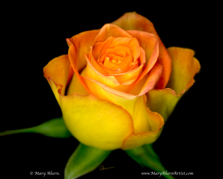 Single Yellow Rose by Mary Ahern 