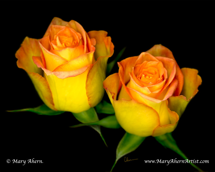 060510-Ahern-double-yellow-roses-8x10x72_ho0msd_3 by Mary Ahern 