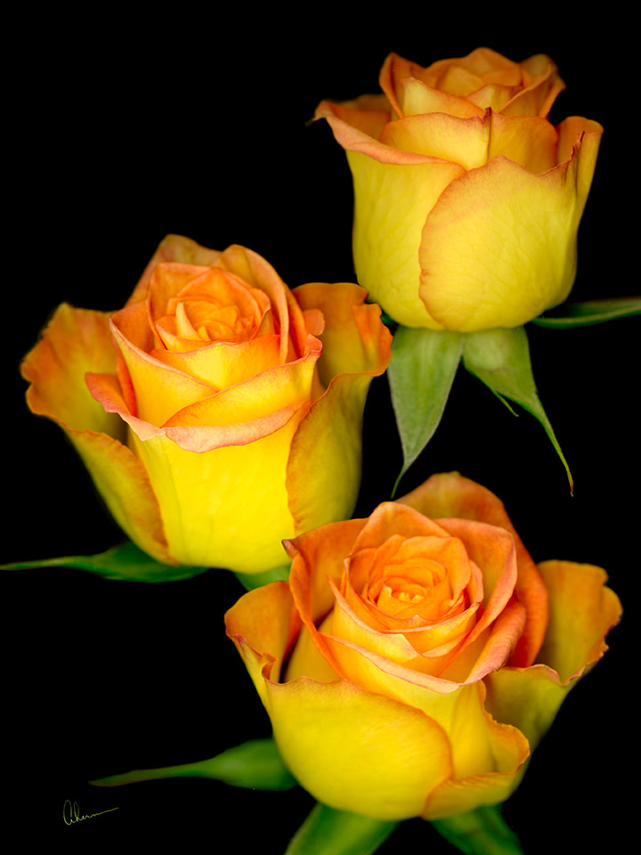 Triple Yellow Roses by Mary Ahern 