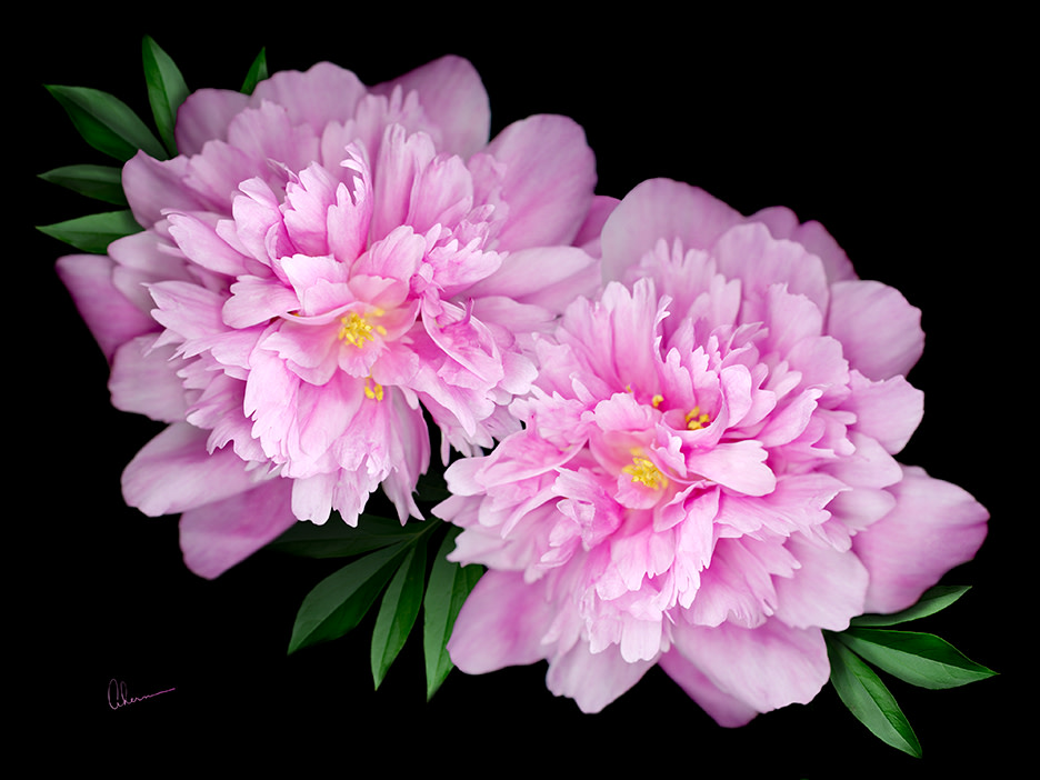 Kansas Peonies by Mary Ahern 