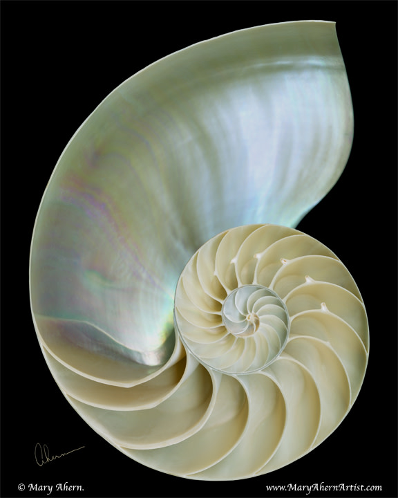 Nautilus Shell by Mary Ahern 