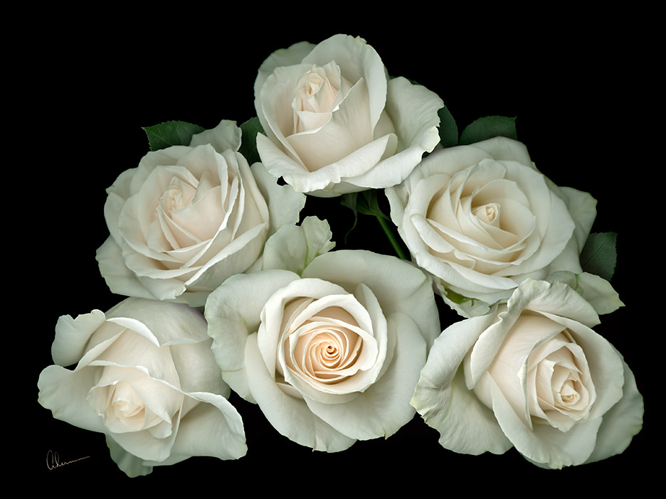 White Rose Pyramid on Black by Mary Ahern 