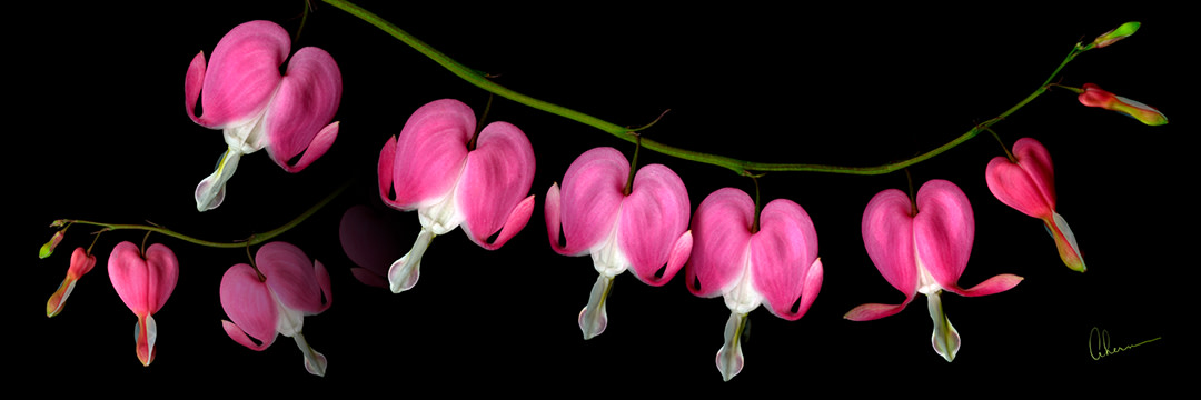 Dicentra Necklace by Mary Ahern 