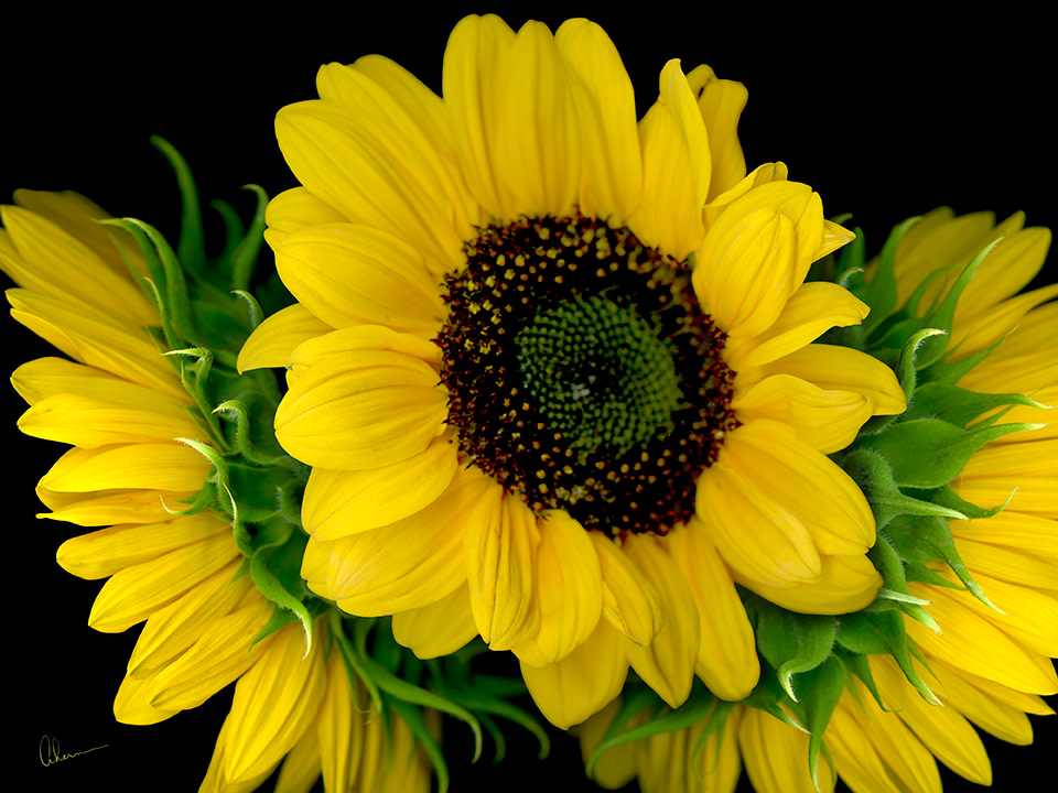 Sunflower Trio by Mary Ahern 