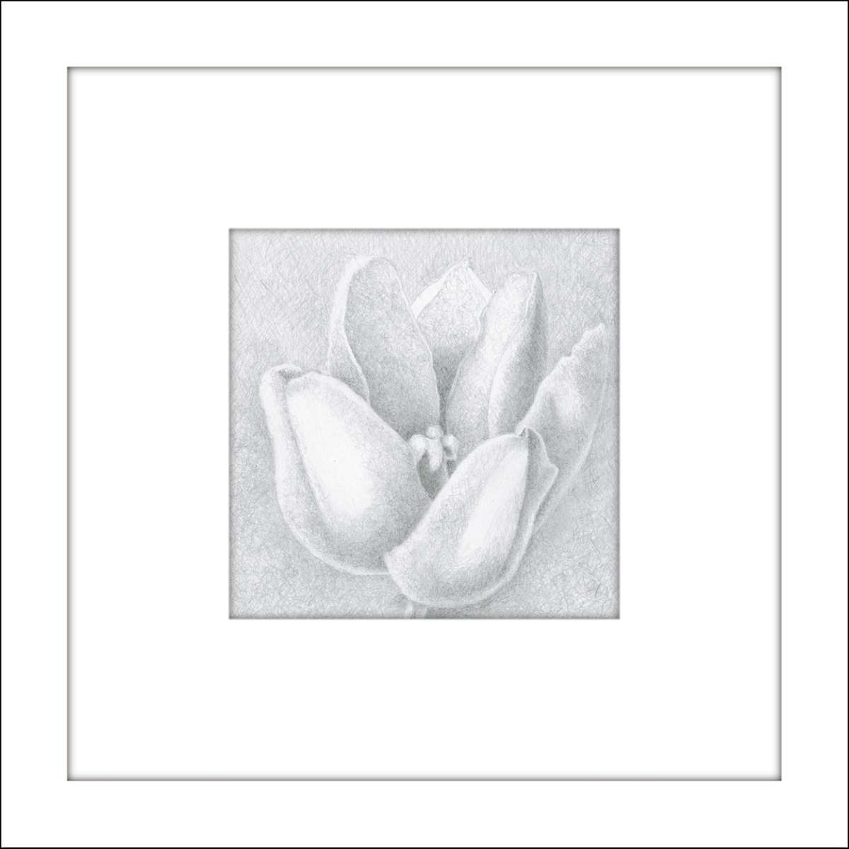 Small Wonders Tulip - Drawing #3 by Mary Ahern 