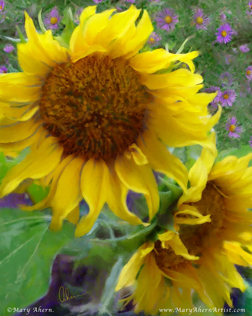 Sunflowers With Purple Asters by Mary Ahern 