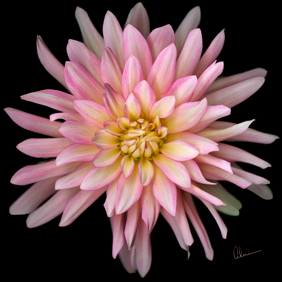 Pink Cactus Dahlia Squared by Mary Ahern 