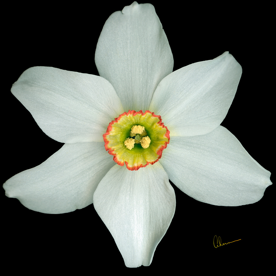 White Poeticus Daffodil Squared by Mary Ahern 