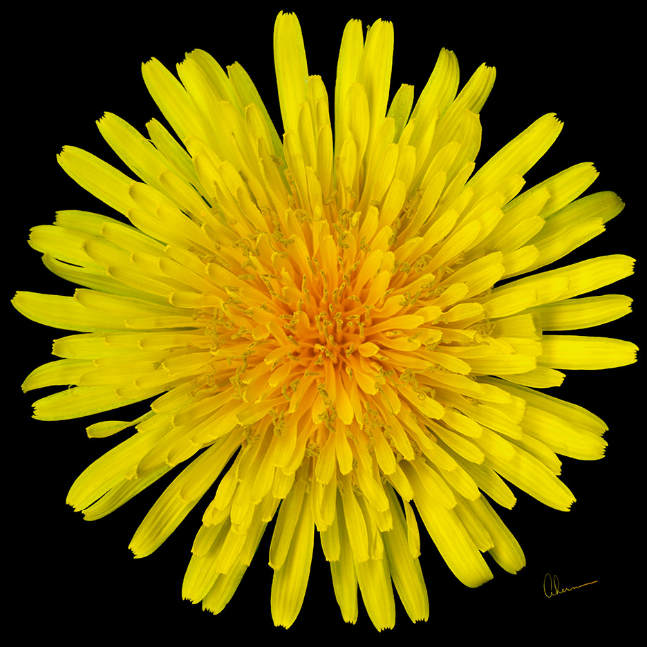 Dandelion Flower Squared by Mary Ahern 