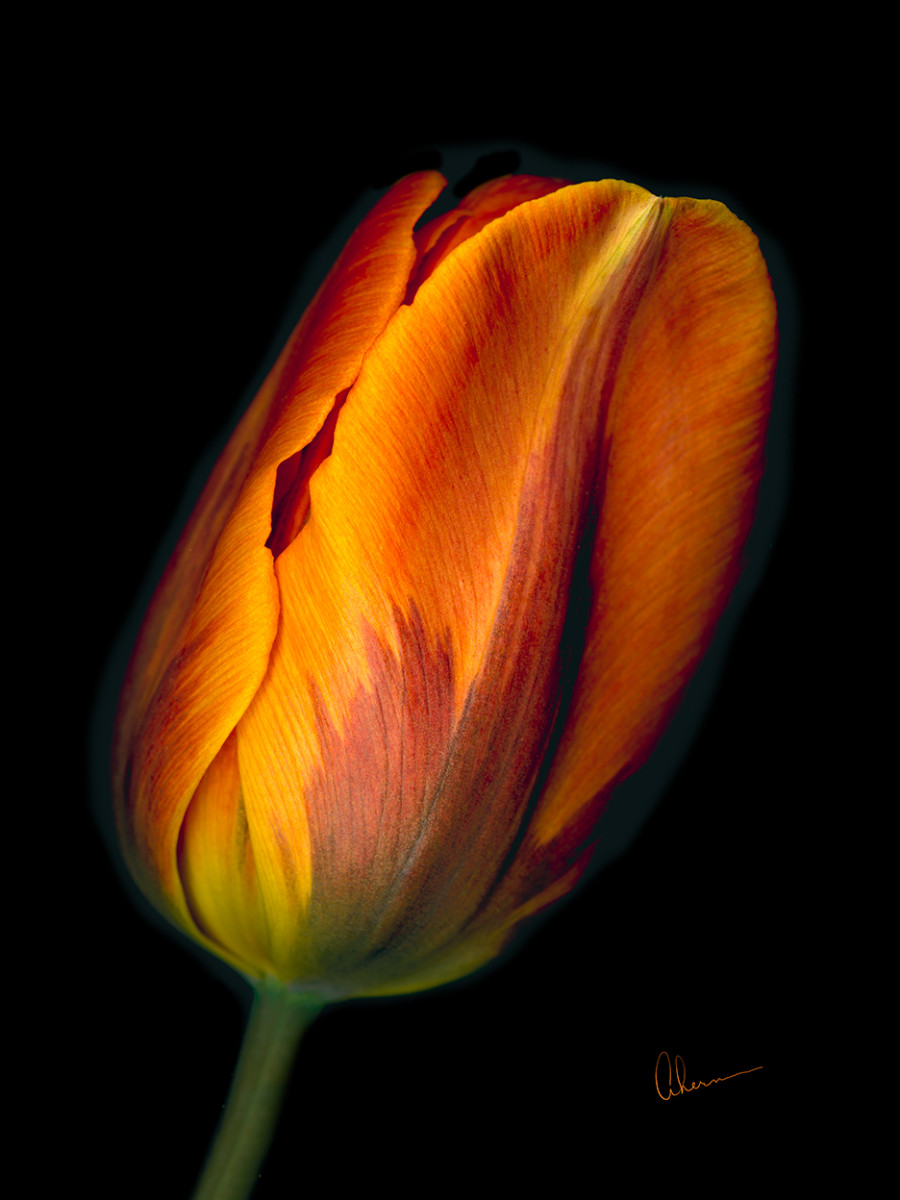 Conversation - Orange Tulip #1 by Mary Ahern 