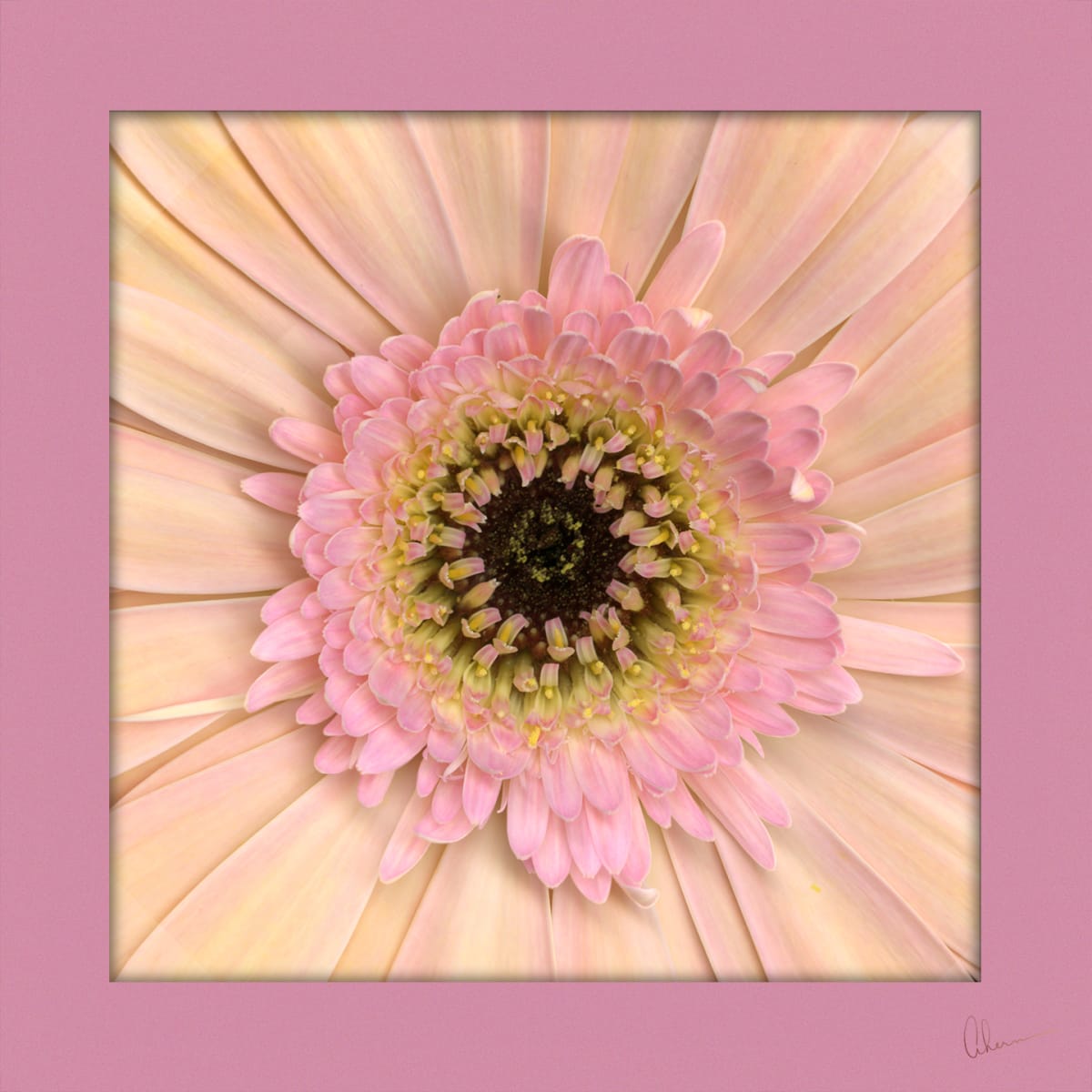 Peach Gerbera Daisy Squared by Mary Ahern 