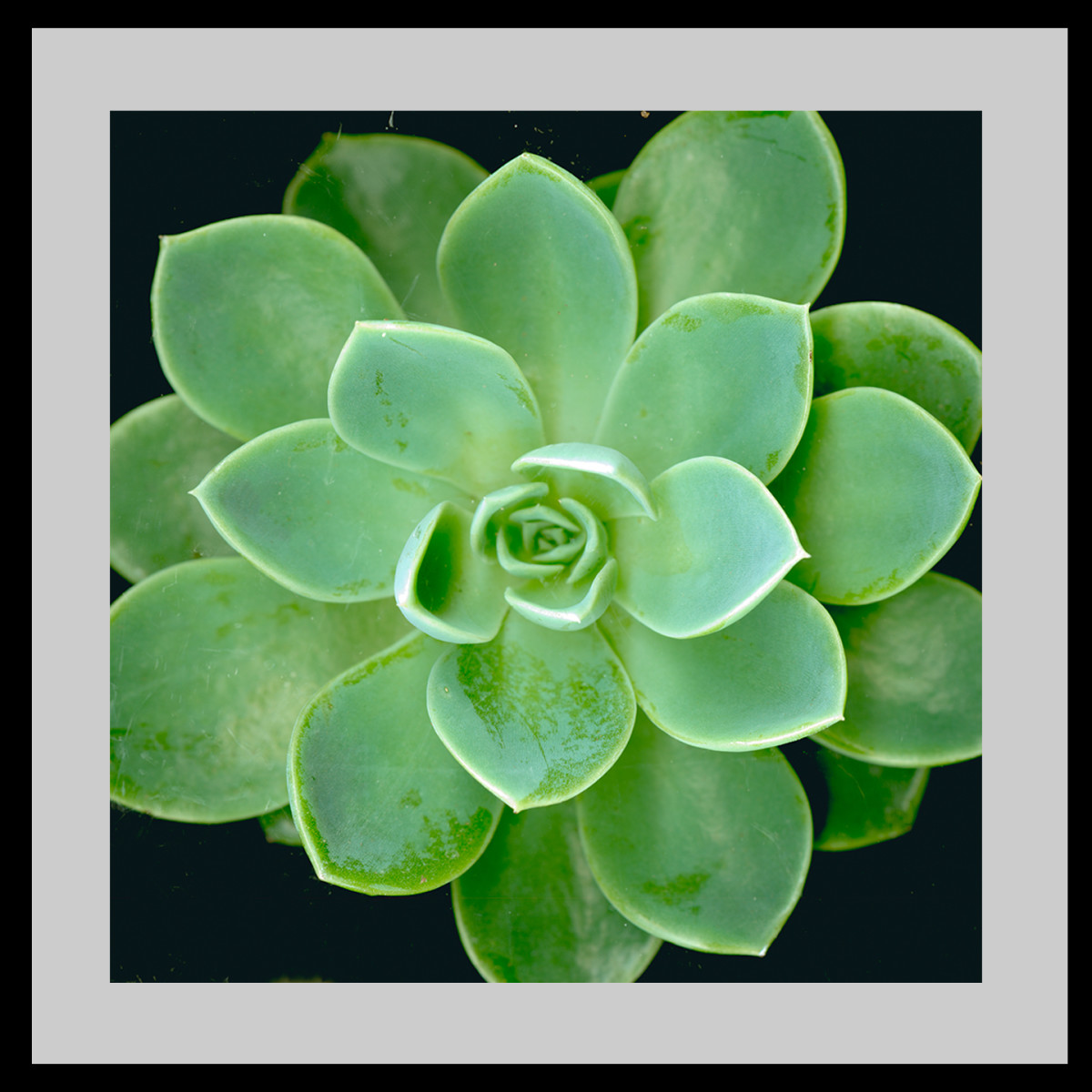 Echeveria - Blue Atoll Squared #3 by Mary Ahern 