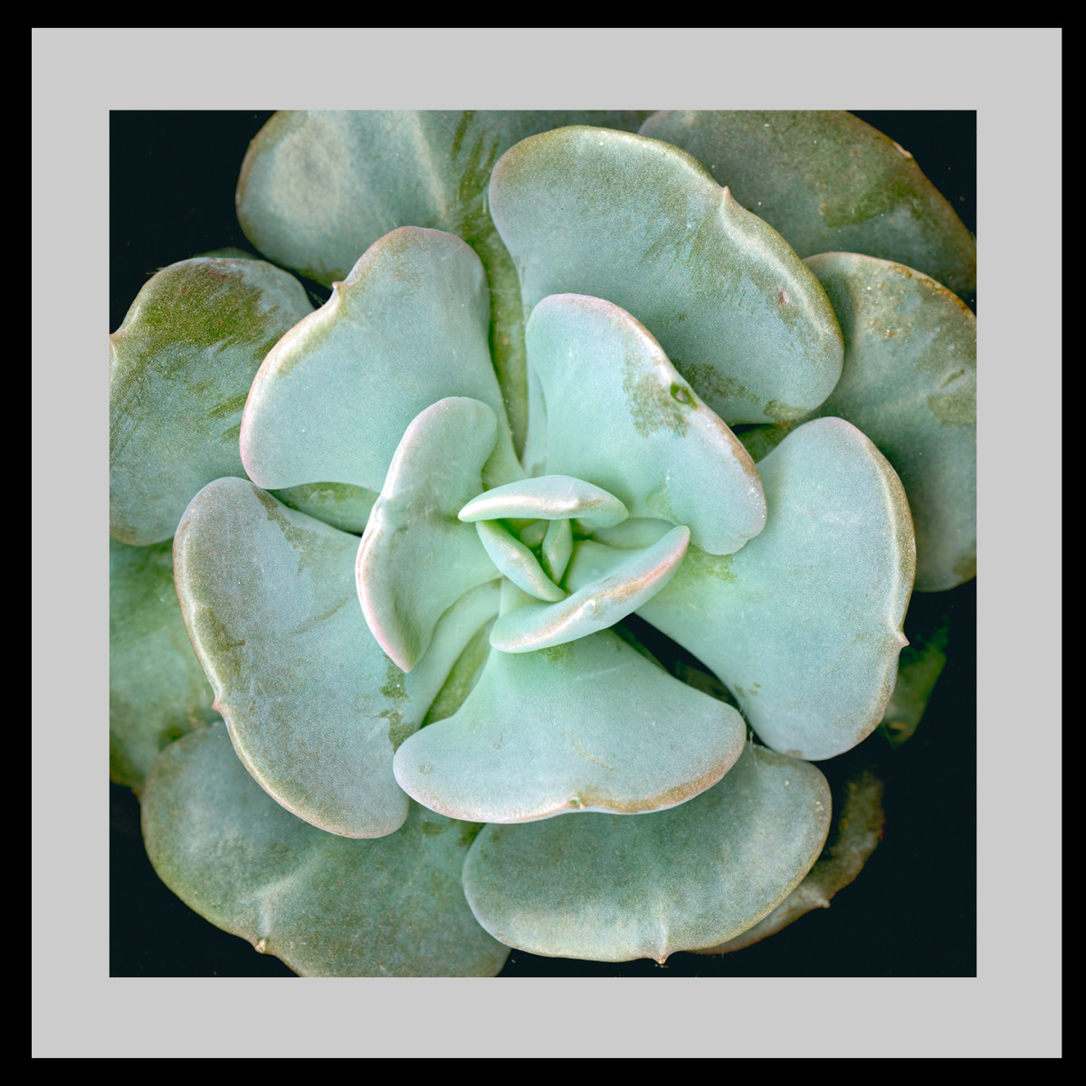 Echeveria - Topsy Turvy Squared #1 by Mary Ahern 