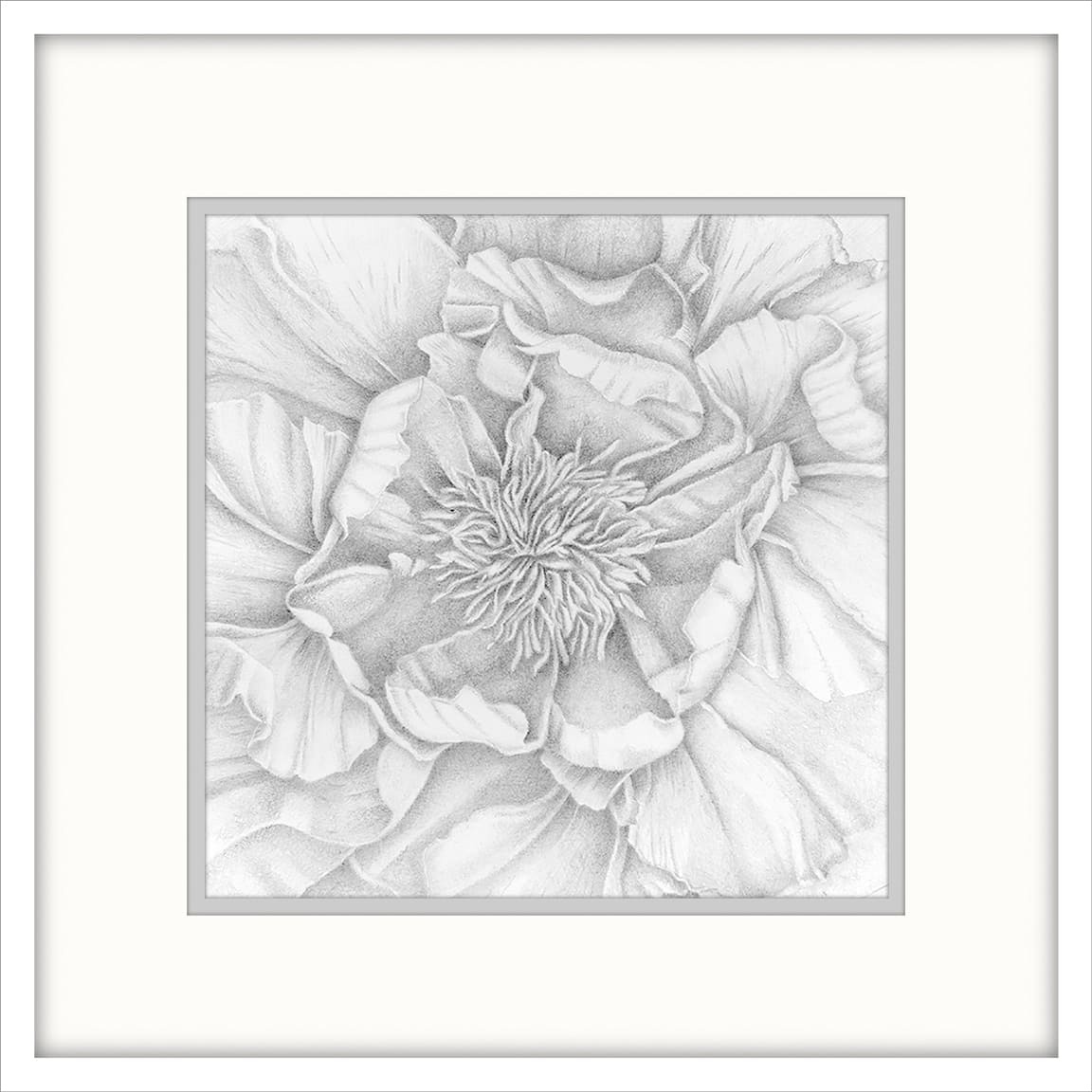 In My Neighborhood - Tree Peony - Drawing by Mary Ahern 