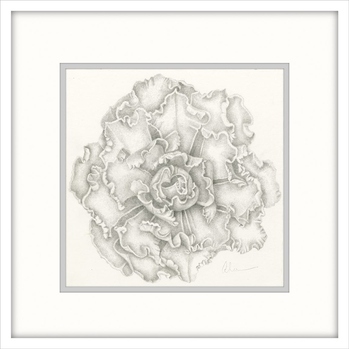 Calm Remembrances - Echeveria Blue Waves - Drawing by Mary Ahern  Image: Graphite Drawing Original - Double Matted & Framed