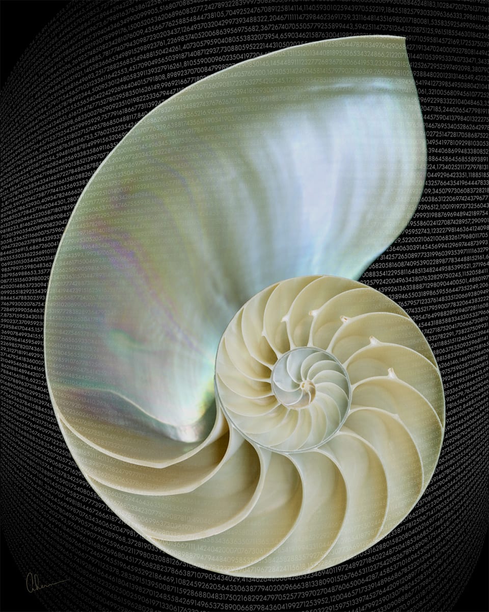 Fibonacci Nautilus  Image: Fibonacci number sequence with the nautilus shell