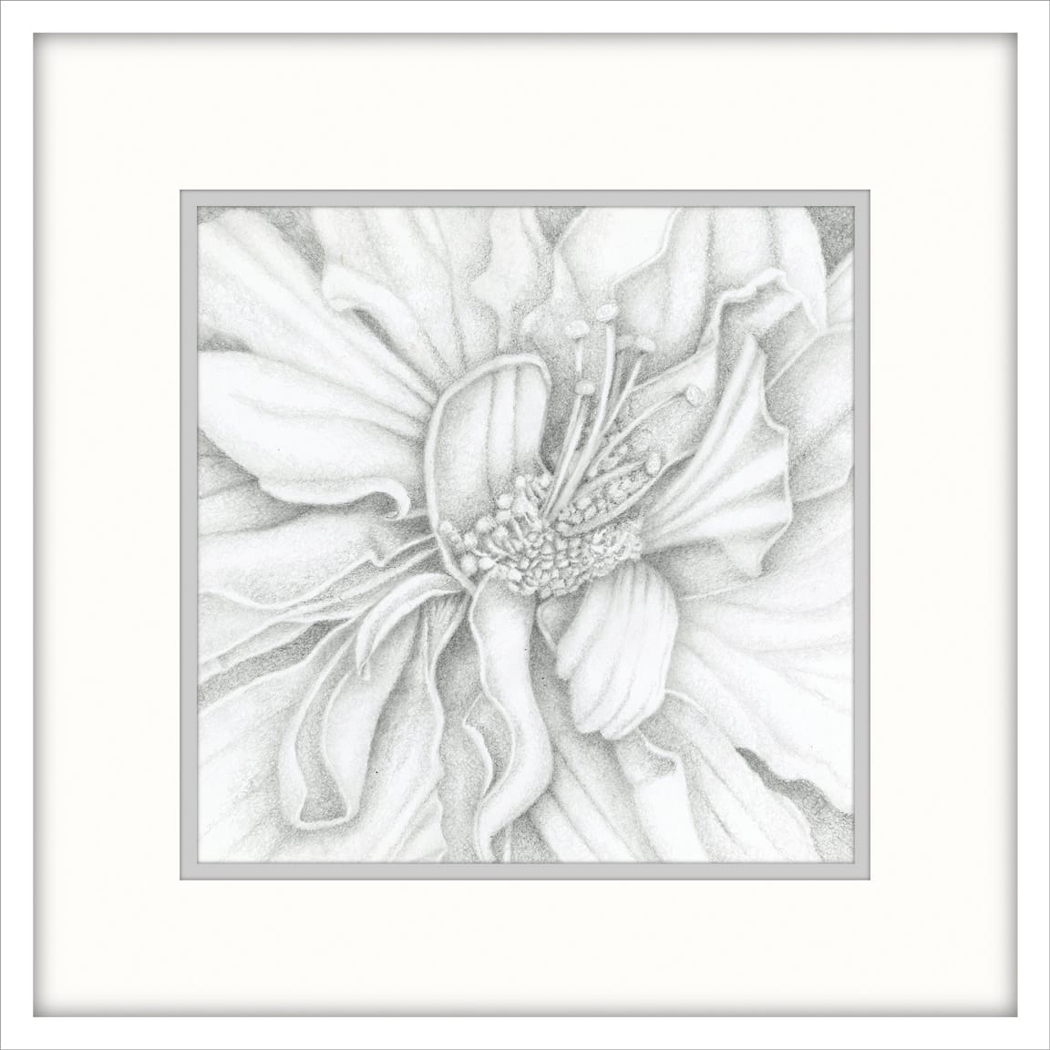 Double Hibiscus - Drawing by Mary Ahern  Image: Drawing Double Matted & Framed in White