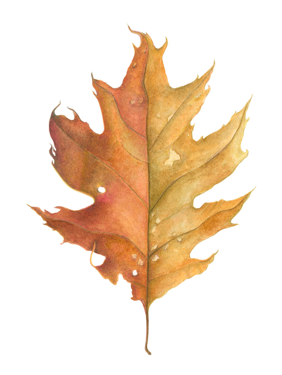 A Northern Red Oak Leaf (Quercus rubra) by Mary Ahern 